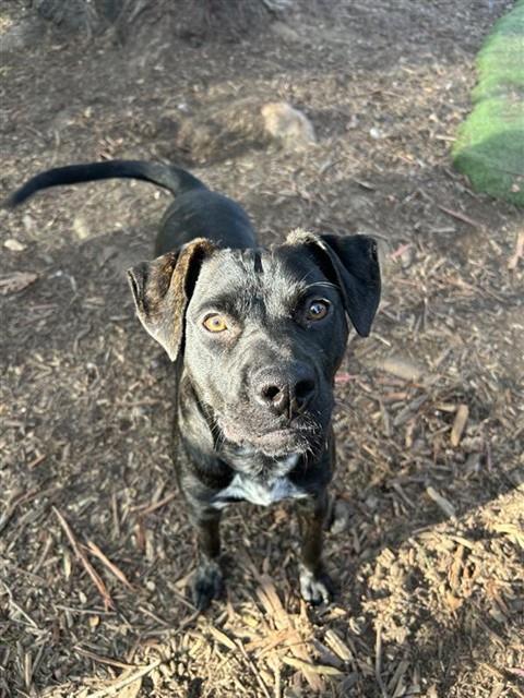 SHADOW, Adoptable, Young Male Pit Bull Terrier.