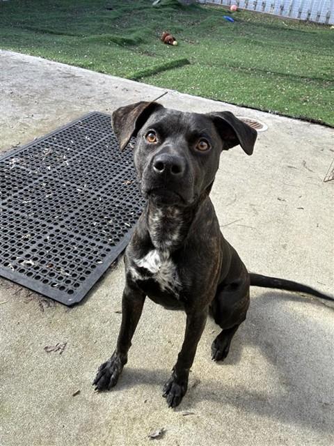 SHADOW, Adoptable, Young Male Pit Bull Terrier.