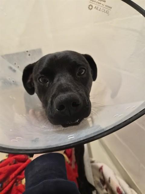 SHADOW, Adoptable, Young Male Pit Bull Terrier.