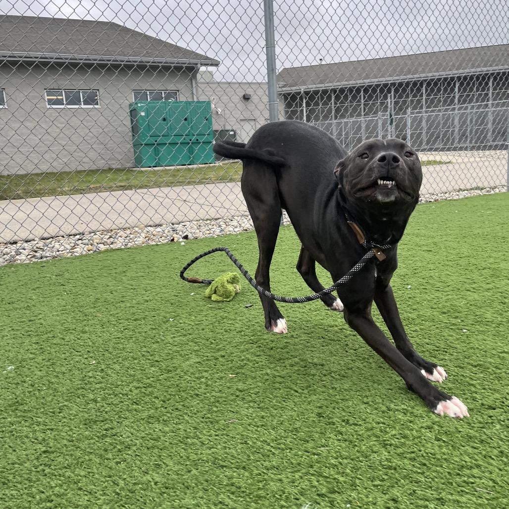 Enlarge Lancelot, a Adoptable mixed breed in Bristol, IN image 2/5