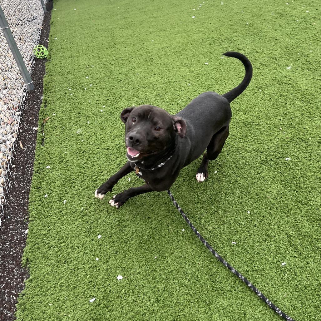 Enlarge Lancelot, a Adoptable mixed breed in Bristol, IN image 3/5