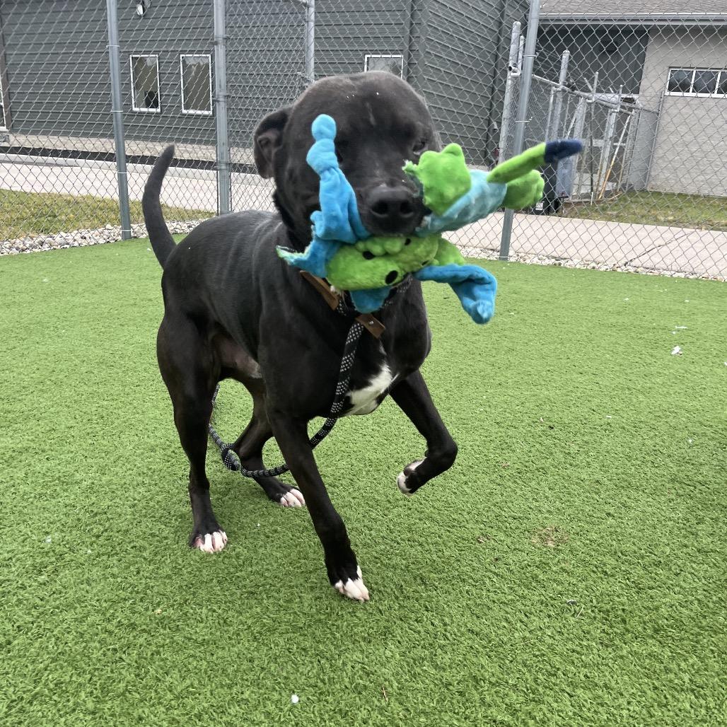 Enlarge Lancelot, a Adoptable mixed breed in Bristol, IN image 4/5