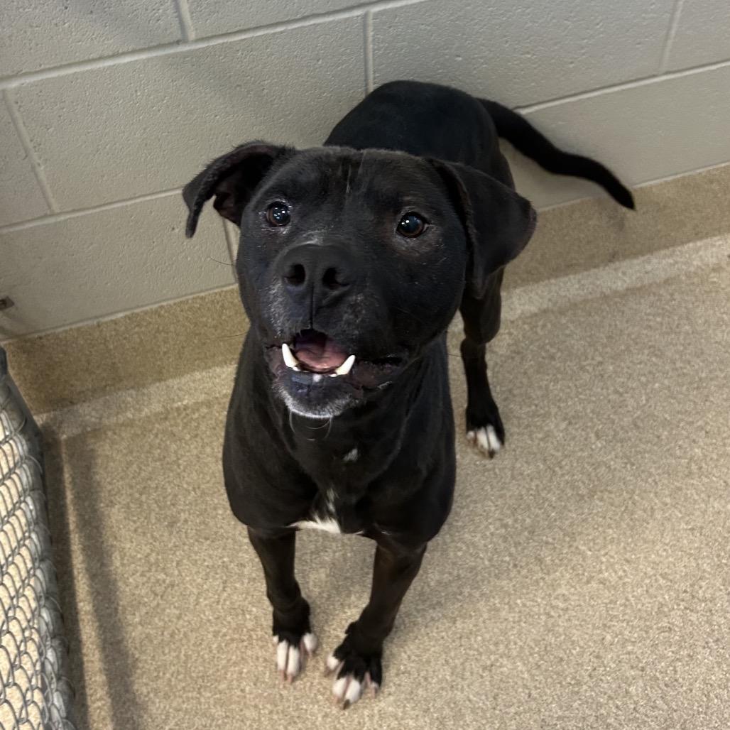 Enlarge Lancelot, a Adoptable mixed breed in Bristol, IN image 5/5