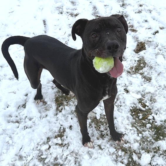 Enlarge Lancelot, a Adoptable mixed breed in Bristol, IN image 6/6
