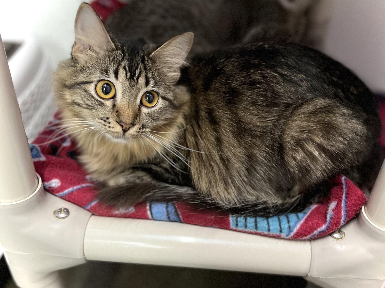 Dory, Adoptable, Young Female Domestic Long Hair.