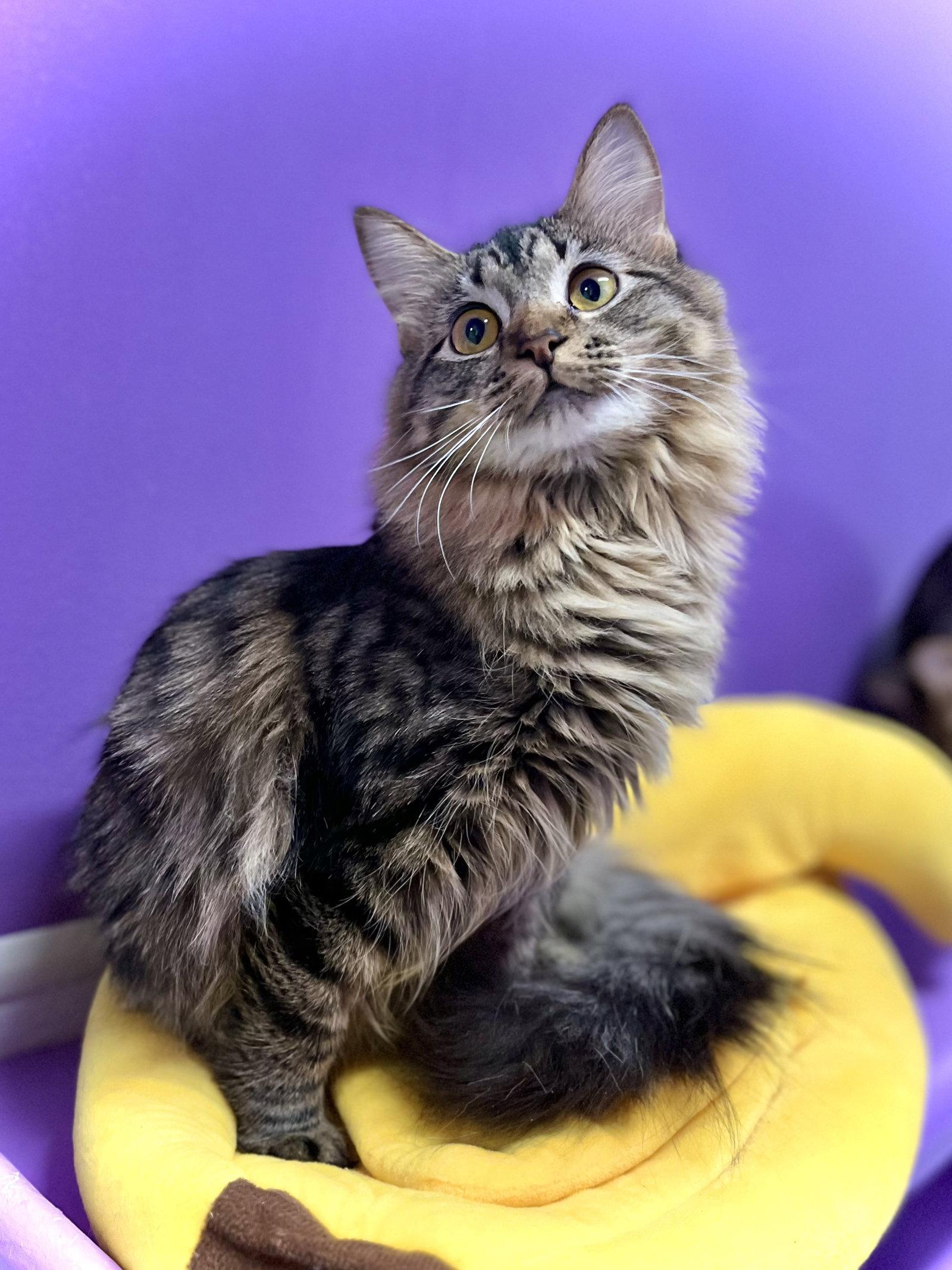Enlarge Dory, a Adoptable Domestic Long Hair in Estherville, IA image 2/3