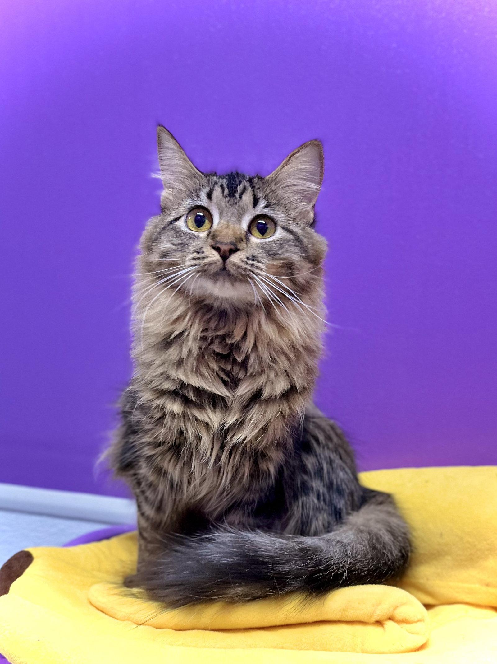 Enlarge Dory, a Adoptable Domestic Long Hair in Estherville, IA image 3/3