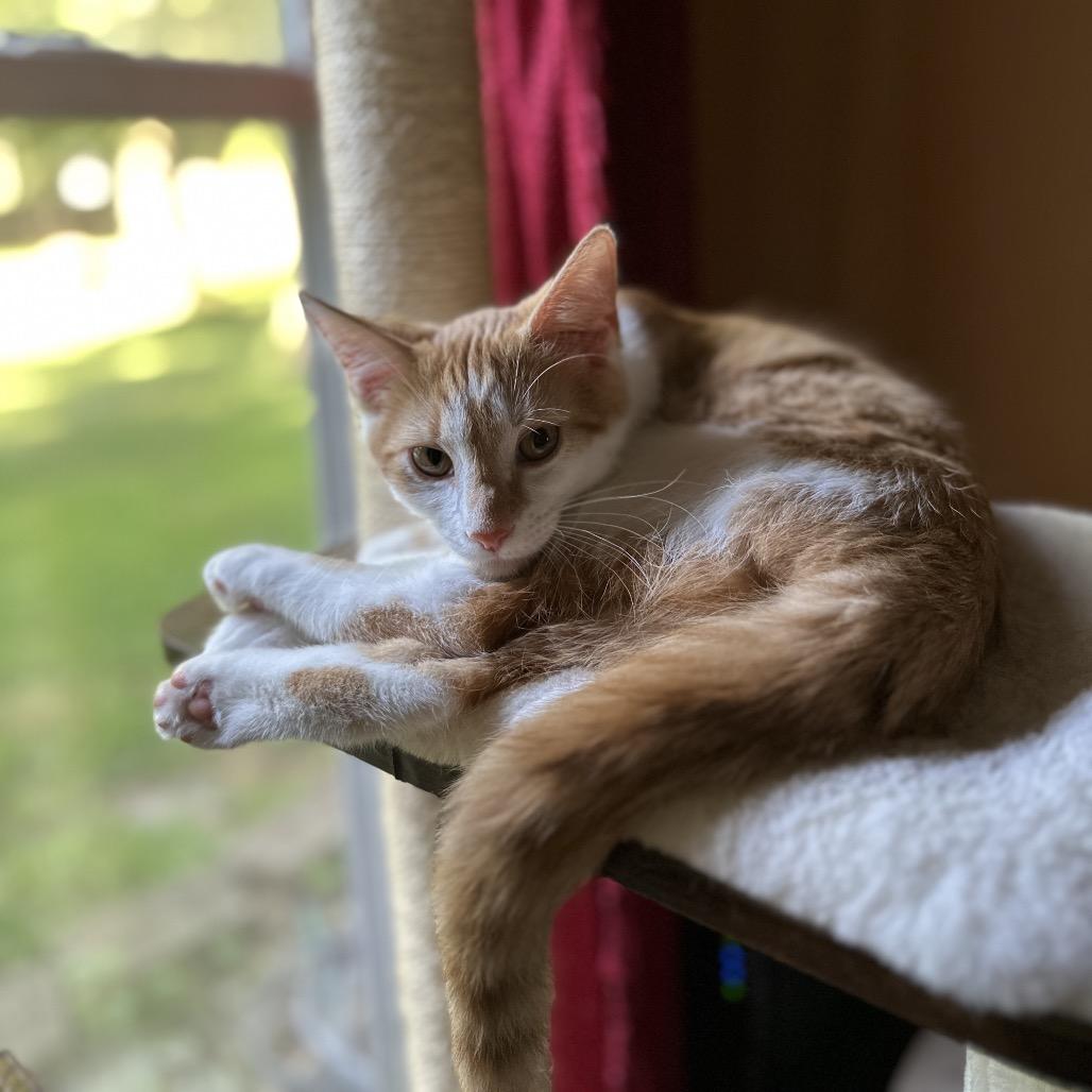 Enlarge Nico, a Adoptable Domestic Short Hair in Huntsville, AL image 1/6