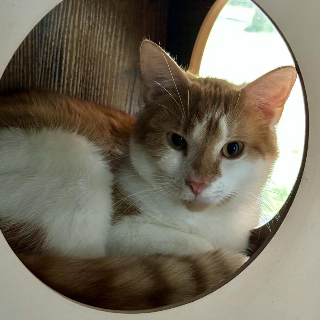 Enlarge *Nico, a Adoptable Domestic Short Hair in Huntsville, AL image 1/6