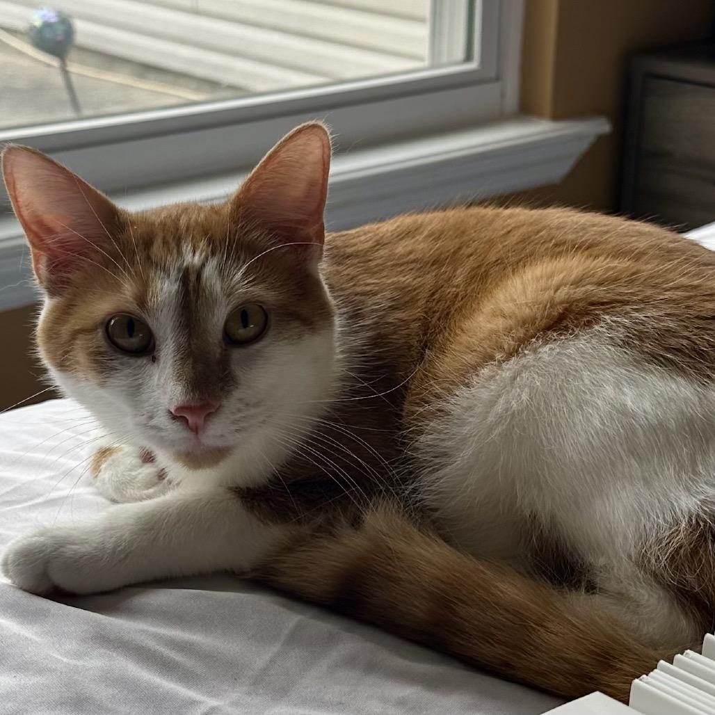 Enlarge *Nico, a Adoptable Domestic Short Hair in Huntsville, AL image 2/6