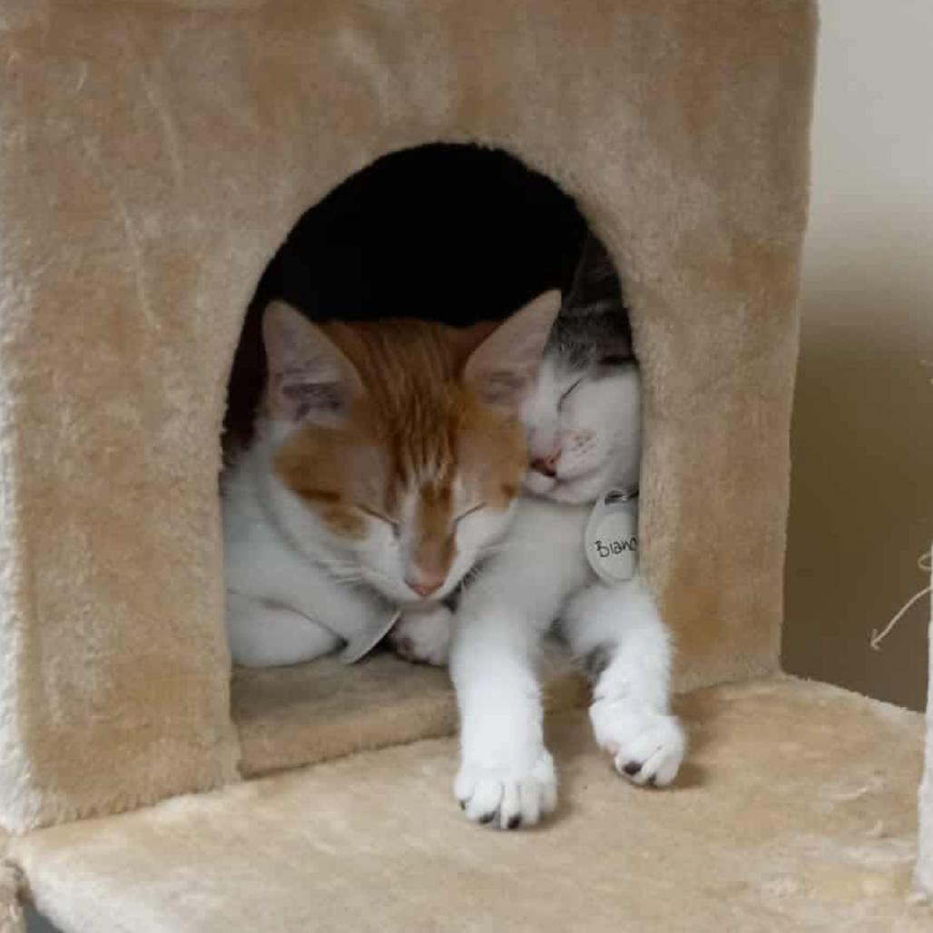 Nico, Adoptable, Young Male Domestic Short Hair.