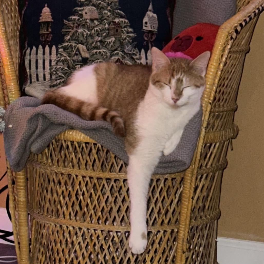 Enlarge *Nico, a Adoptable Domestic Short Hair in Huntsville, AL image 3/6