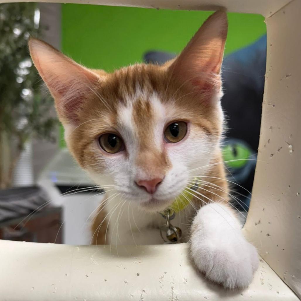 Enlarge Nico, a Adoptable Domestic Short Hair in Huntsville, AL image 2/6