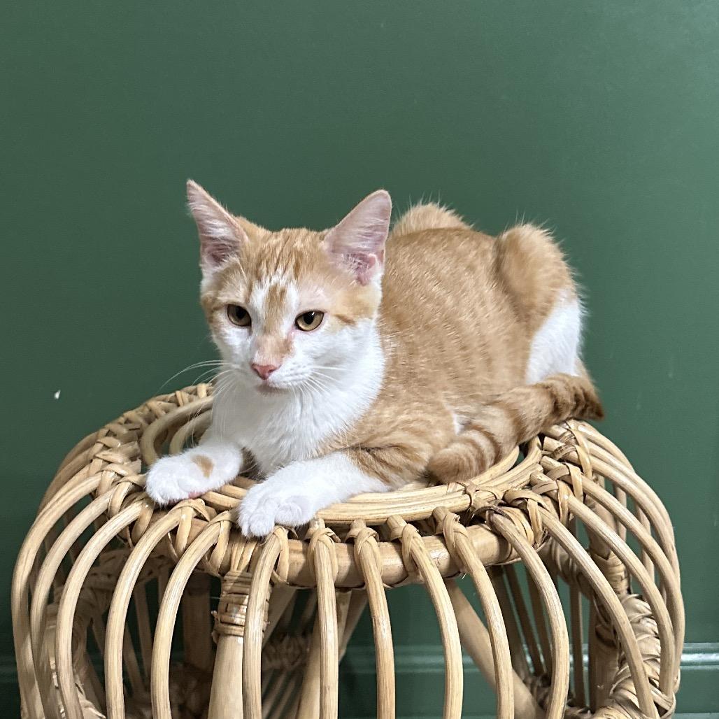 Enlarge Nico, a Adoptable Domestic Short Hair in Huntsville, AL image 3/6