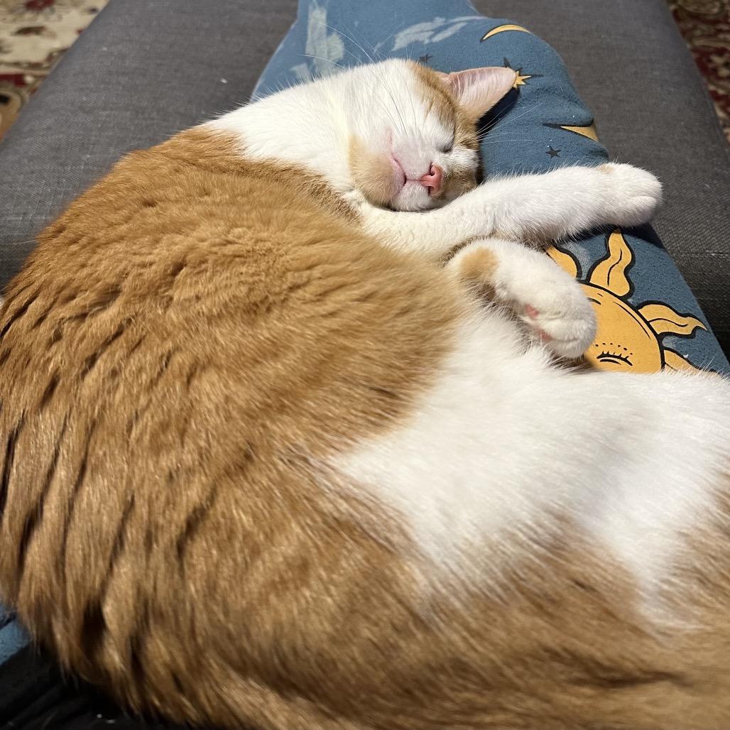 Enlarge *Nico, a Adoptable Domestic Short Hair in Huntsville, AL image 4/6