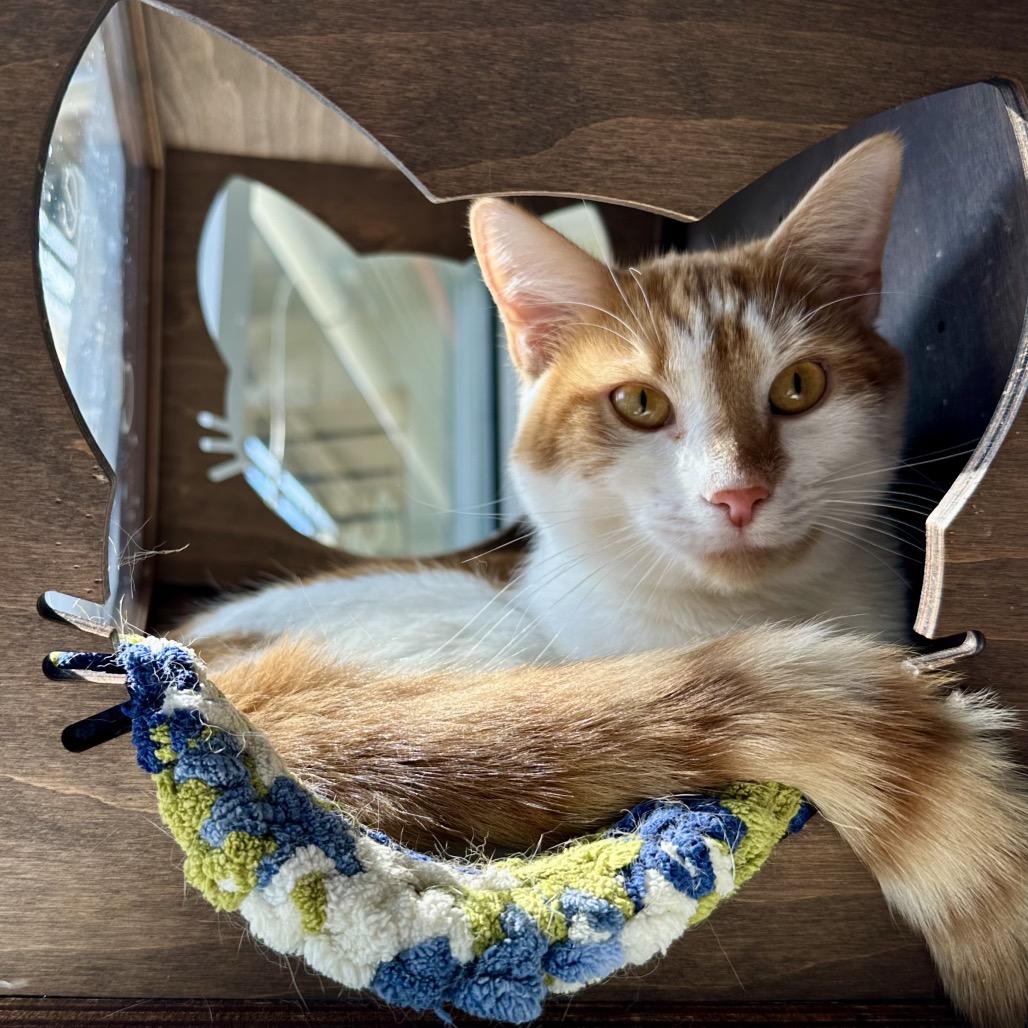 Enlarge *Nico, a Adoptable Domestic Short Hair in Huntsville, AL image 5/6