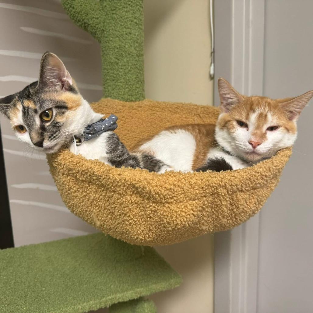 Enlarge Nico, a Adoptable Domestic Short Hair in Huntsville, AL image 4/6