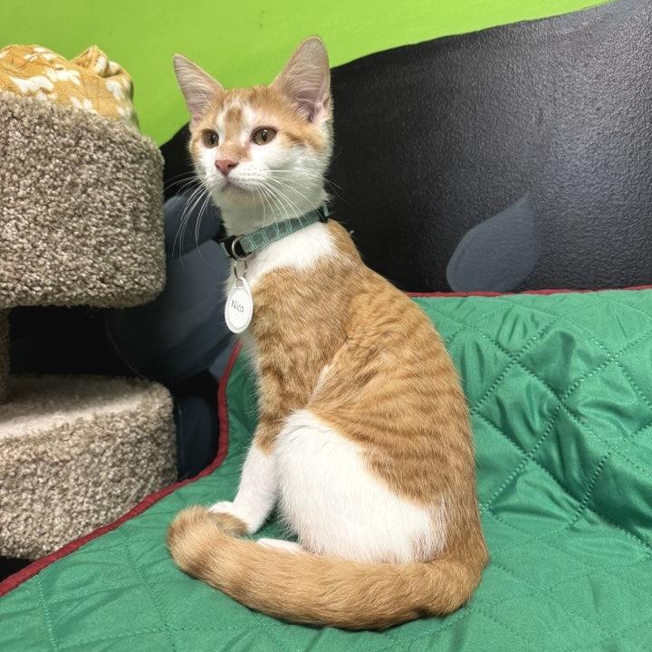 Enlarge Nico, a Adoptable Domestic Short Hair in Huntsville, AL image 5/6