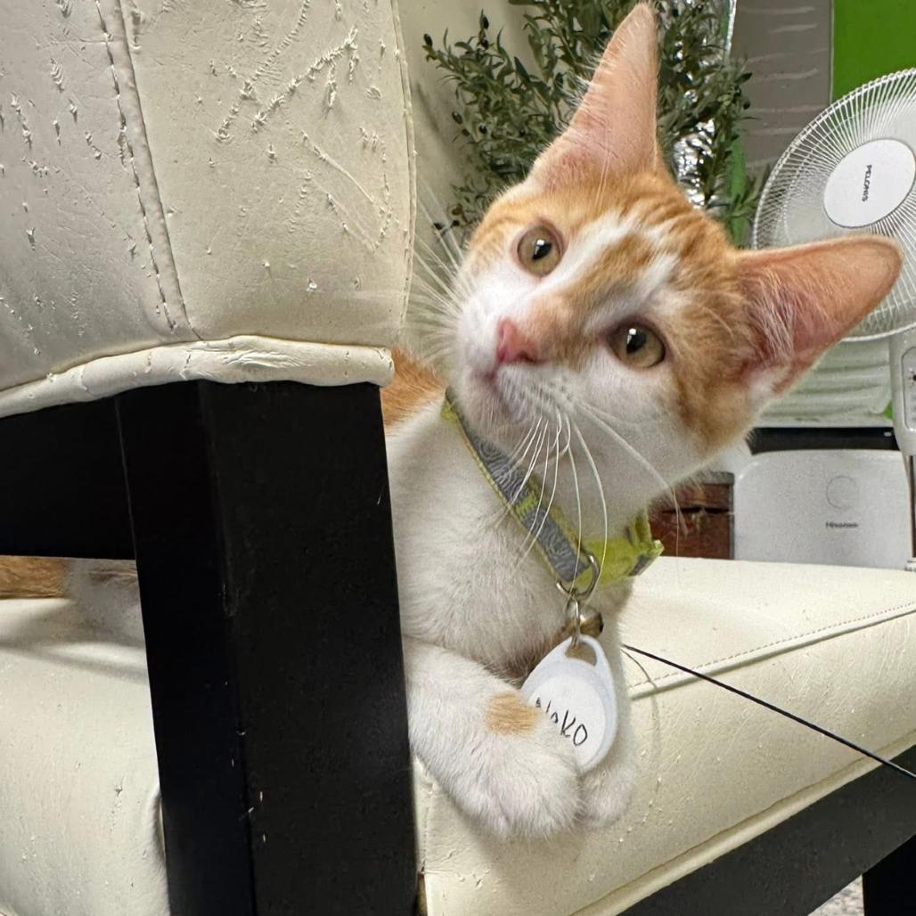 Enlarge Nico, a Adoptable Domestic Short Hair in Huntsville, AL image 6/6