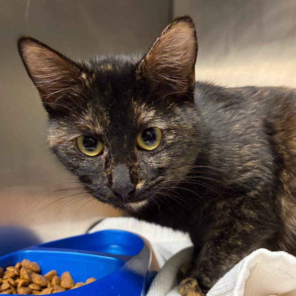 Enlarge Priscilla, a Adoptable Domestic Short Hair in Nashville, TN image 1/2