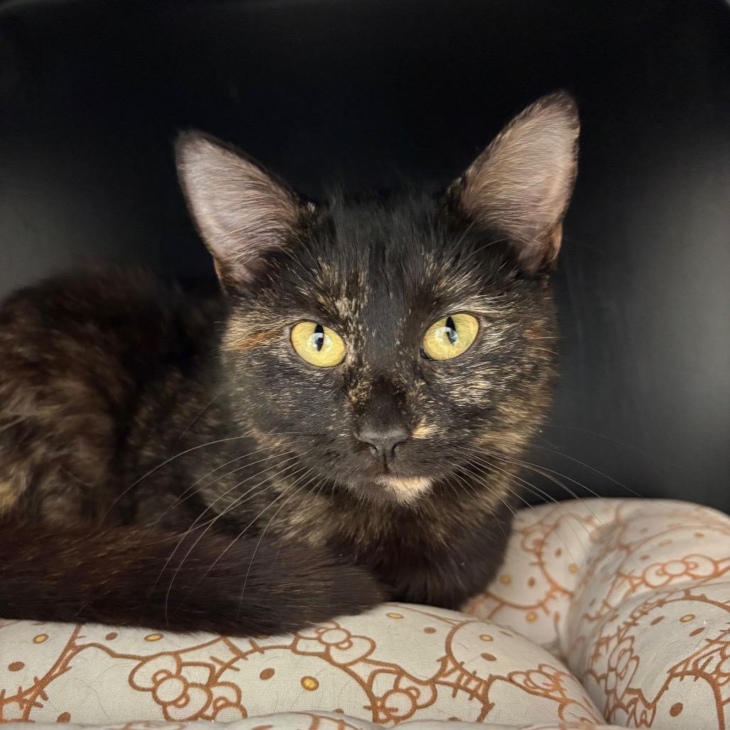 Enlarge Priscilla, a Adoptable Domestic Short Hair in Nashville, TN image 2/2