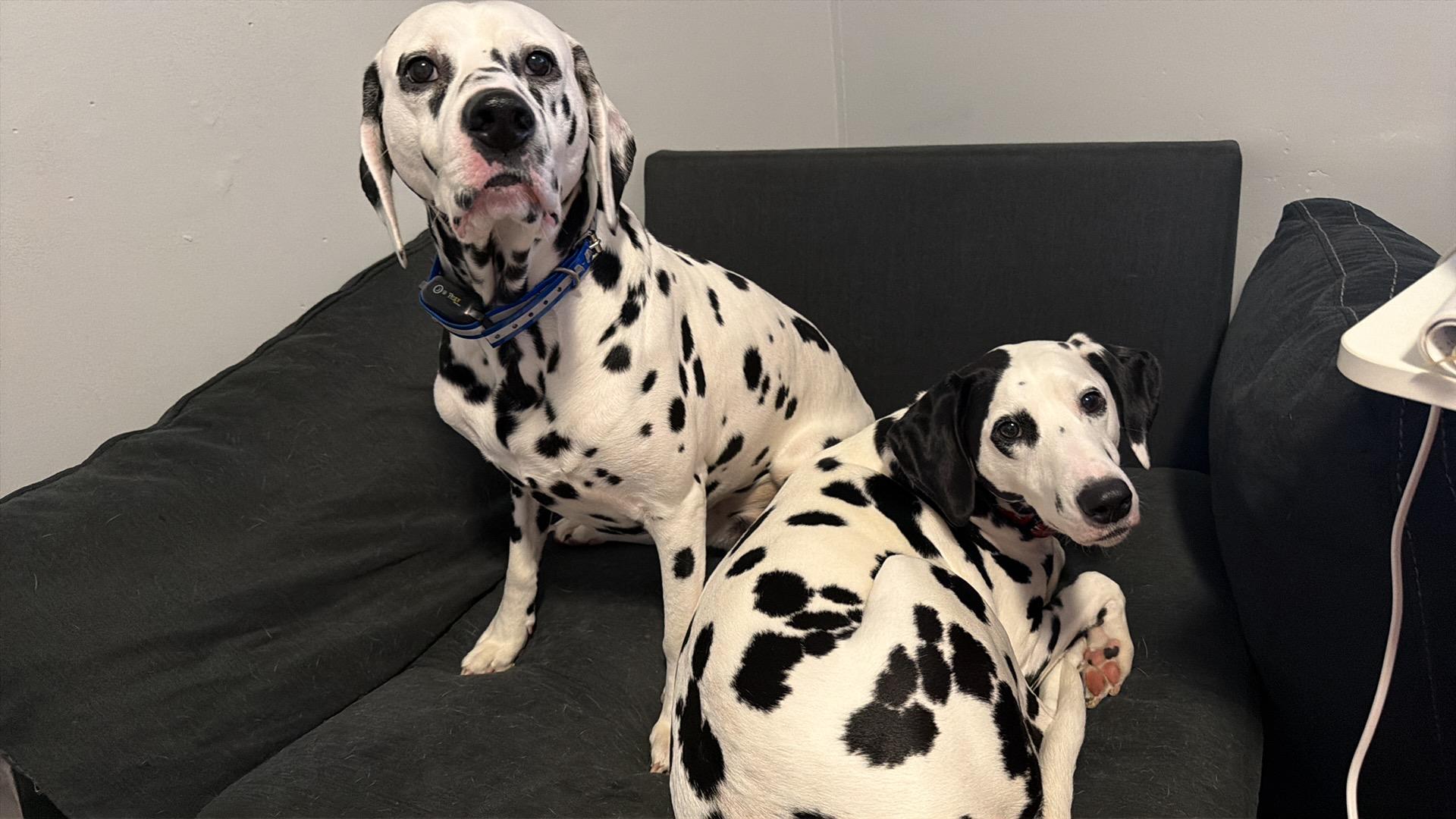 Enlarge Sky-Gastonia, NC Bonded to Obi, a ADOPTABLE Dalmatian in Gastonia, NC image 3/4
