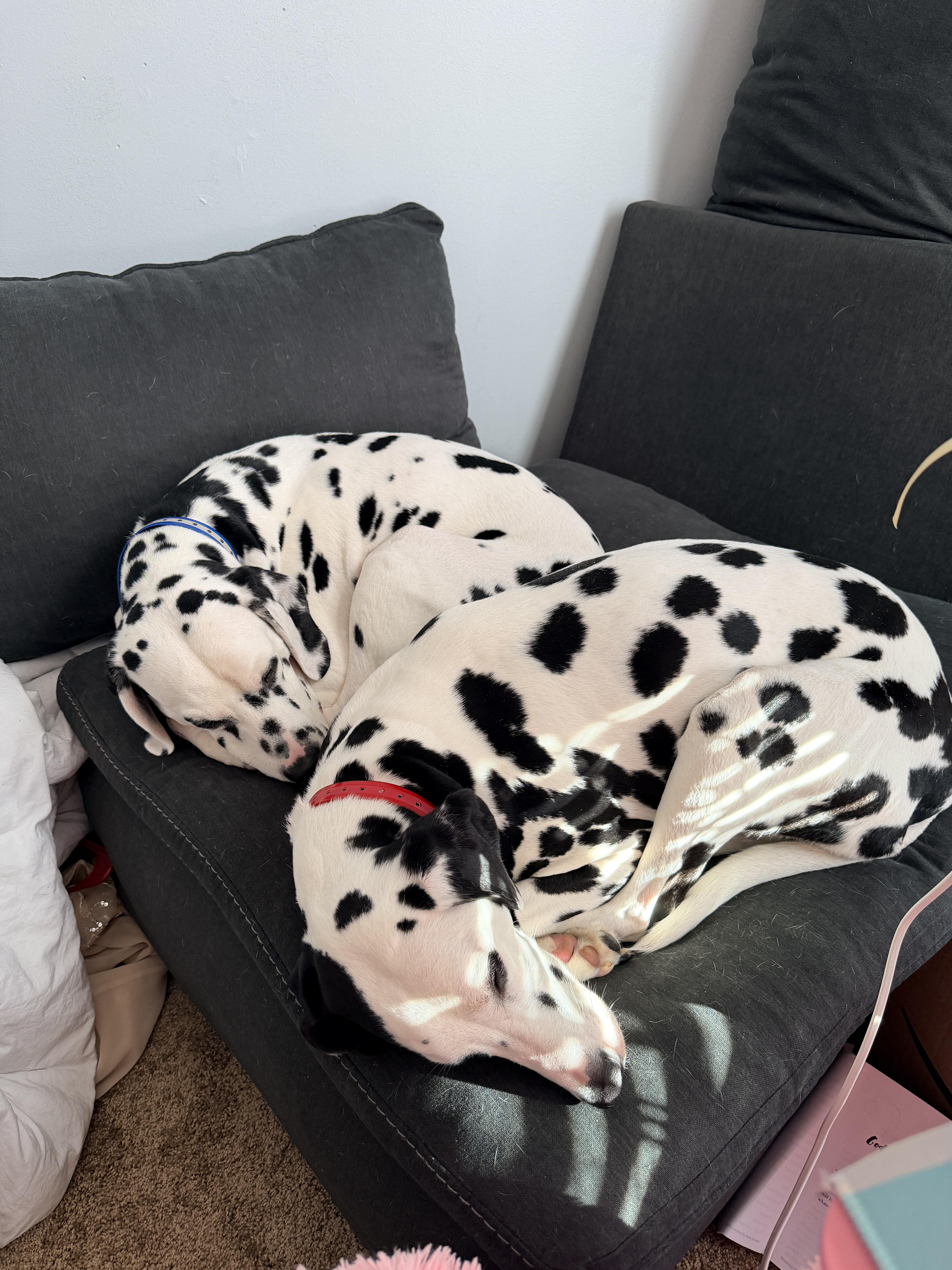 Enlarge Sky-Gastonia, NC Bonded to Obi, a ADOPTABLE Dalmatian in Gastonia, NC image 4/4