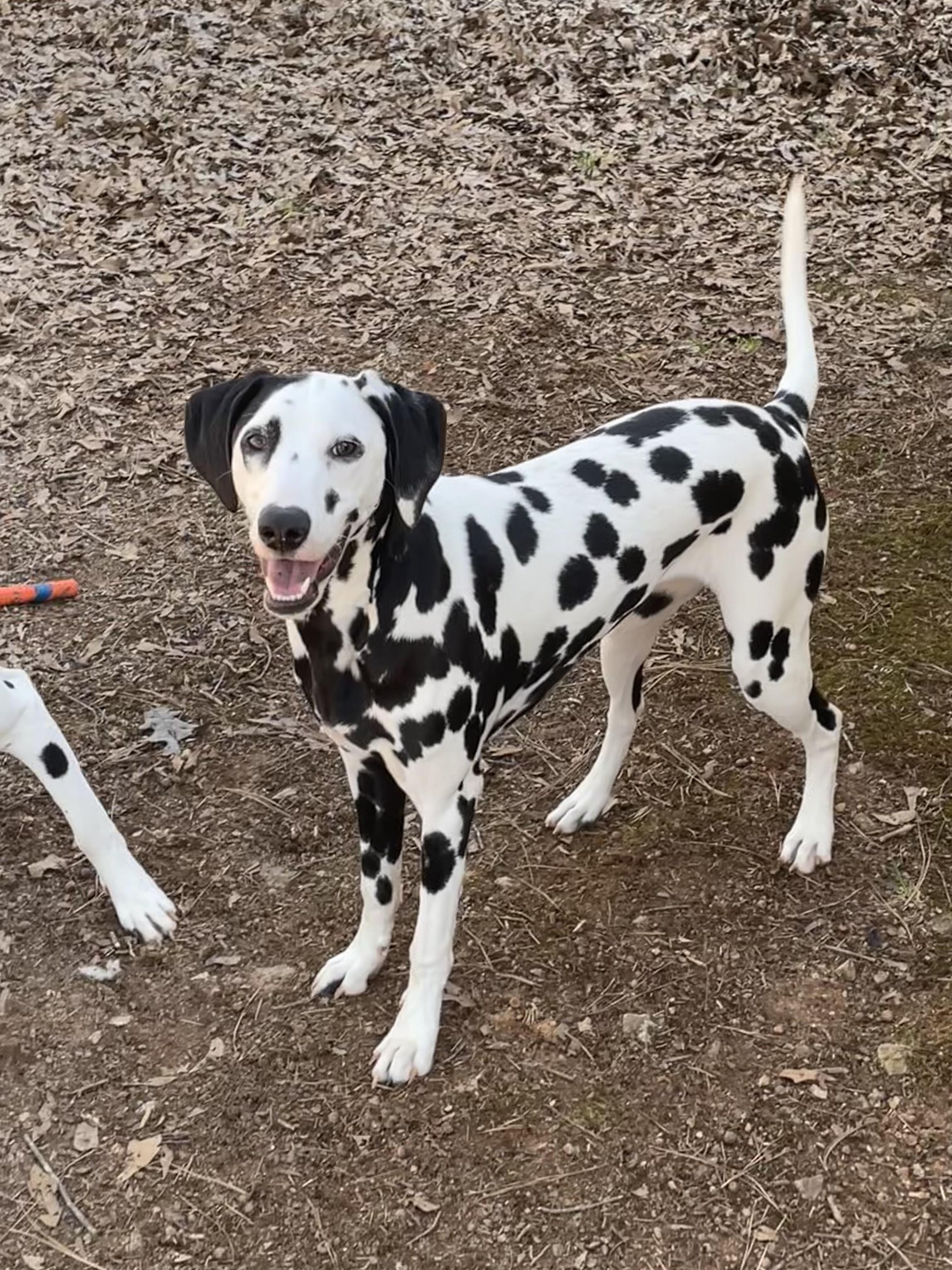 Enlarge Sky-Gastonia, NC Bonded to Obi, a ADOPTABLE Dalmatian in Gastonia, NC image 2/4