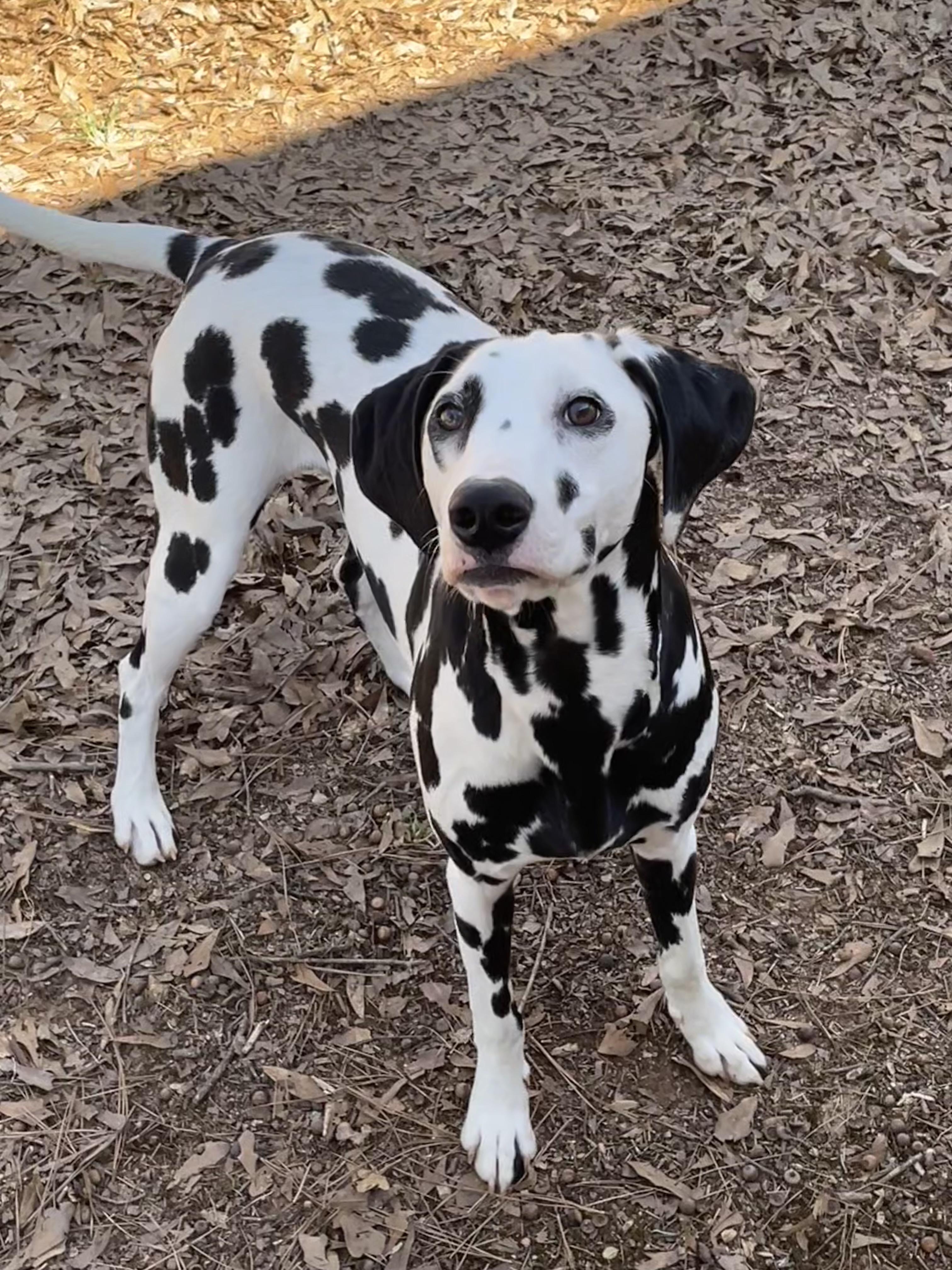 Enlarge Sky-Gastonia, NC Bonded to Obi, a ADOPTABLE Dalmatian in Gastonia, NC image 1/4