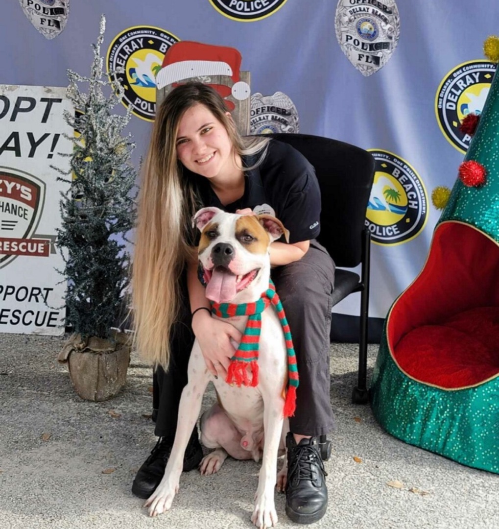 Enlarge Bentley - Winston, a Adoptable American Bulldog in Lake Worth, FL image 1/12