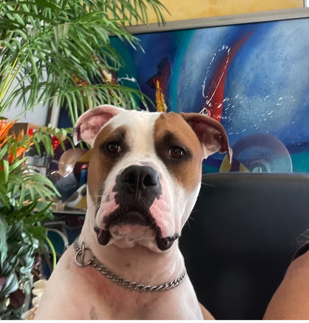 Bentley - Winston, Young Male American Bulldog