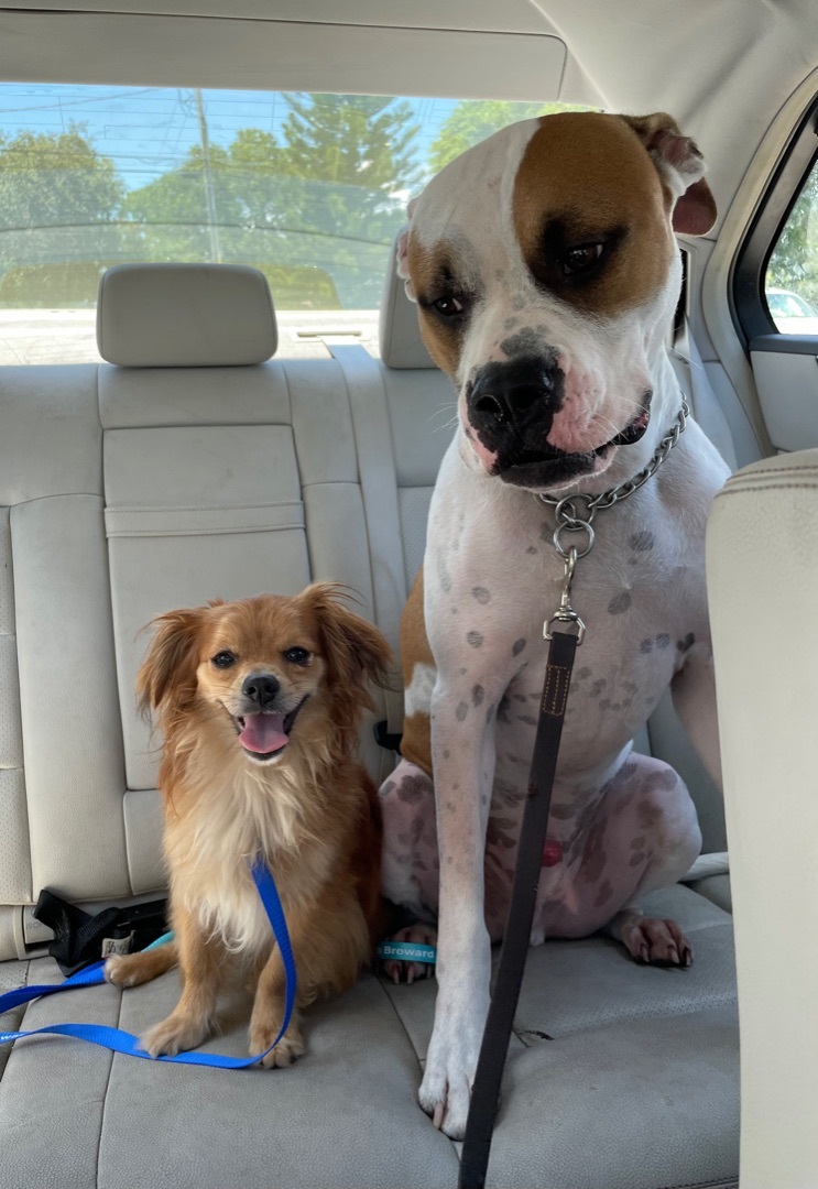 Bentley - Winston photo 4
