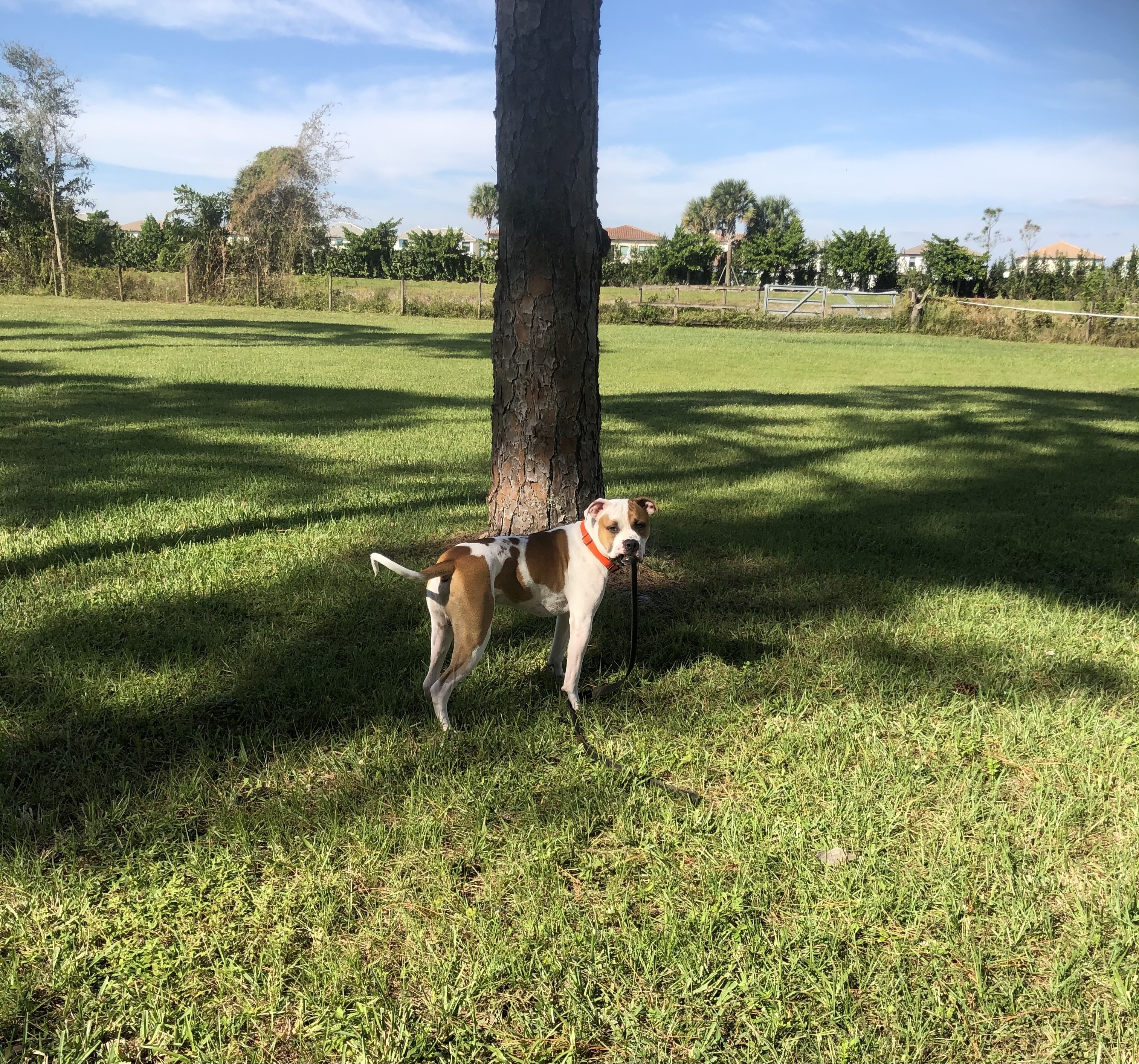 Bentley - Winston photo 2