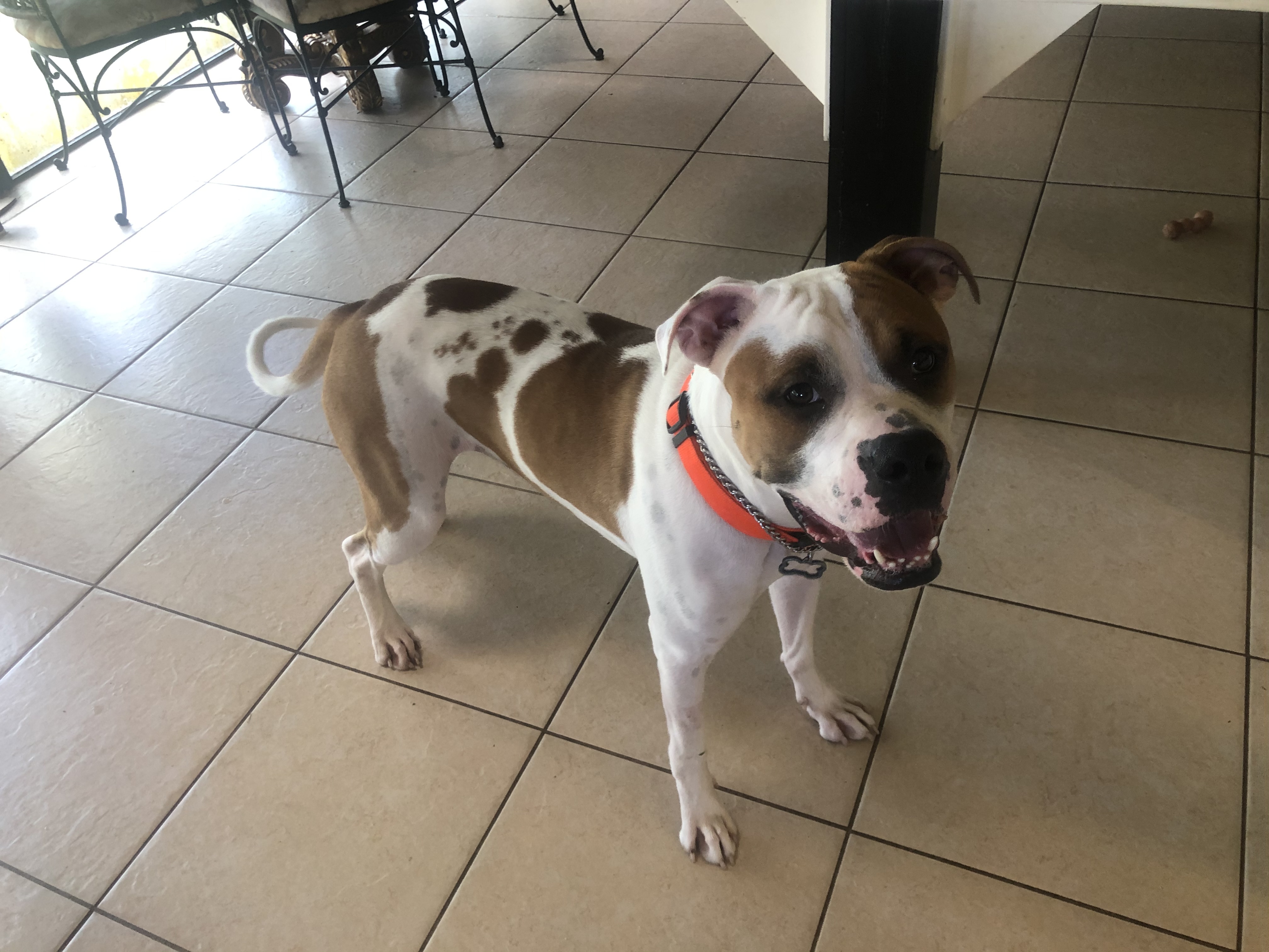 Enlarge Bentley - Winston, a Adoptable American Bulldog in Lake Worth, FL image 5/12