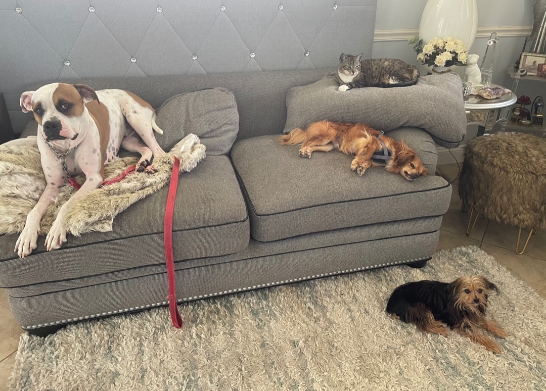 Bentley - Winston photo 5