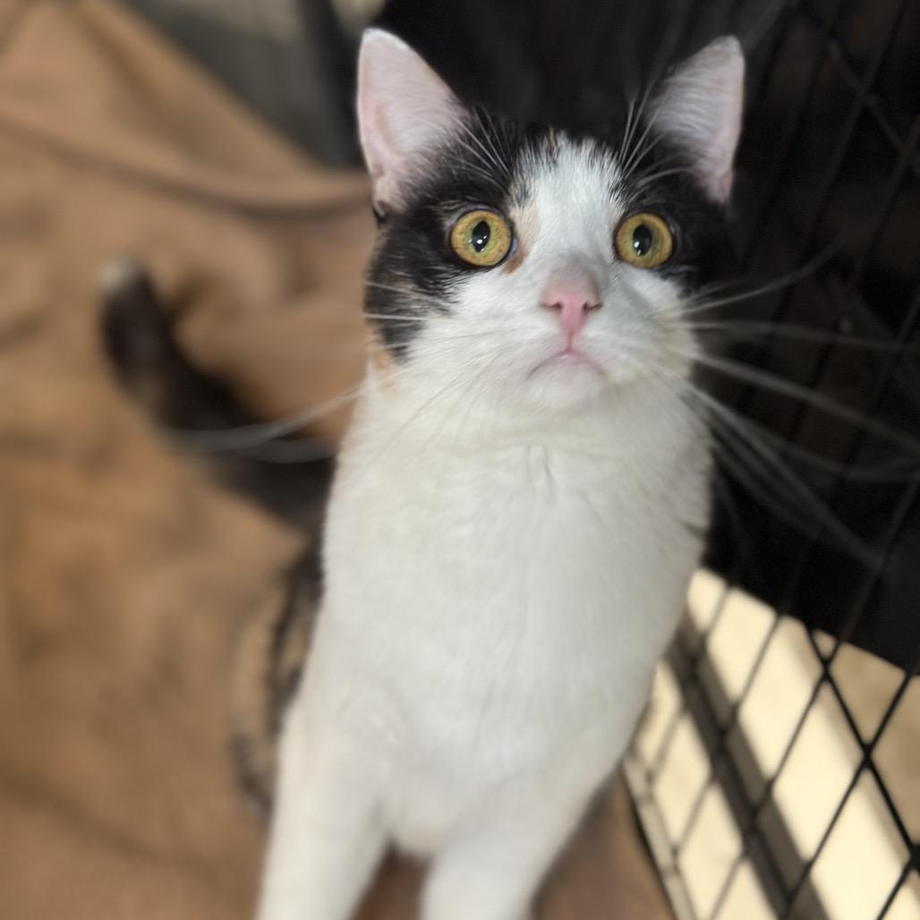 Lorraine, Adoptable, Adult Female Domestic Short Hair.