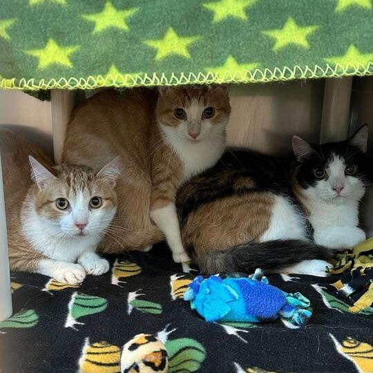 Enlarge Lorraine, a Adoptable Domestic Short Hair in Matteson, IL image 2/5