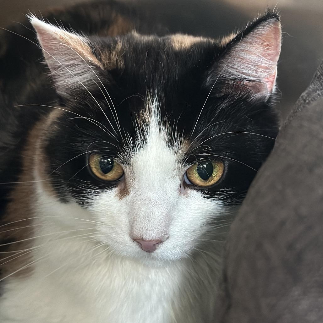 Enlarge Lorraine, a Adoptable Domestic Short Hair in Matteson, IL image 3/5
