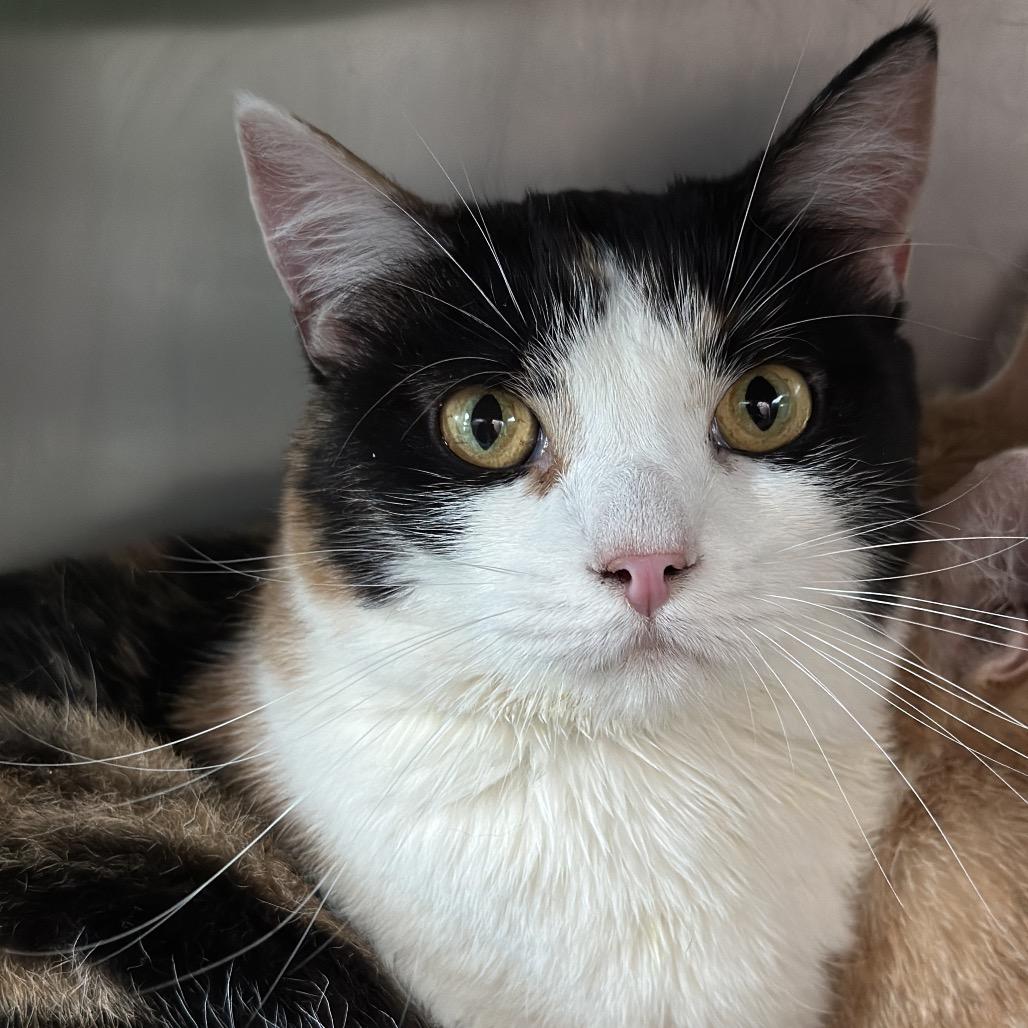 Enlarge Lorraine, a Adoptable Domestic Short Hair in Matteson, IL image 4/5