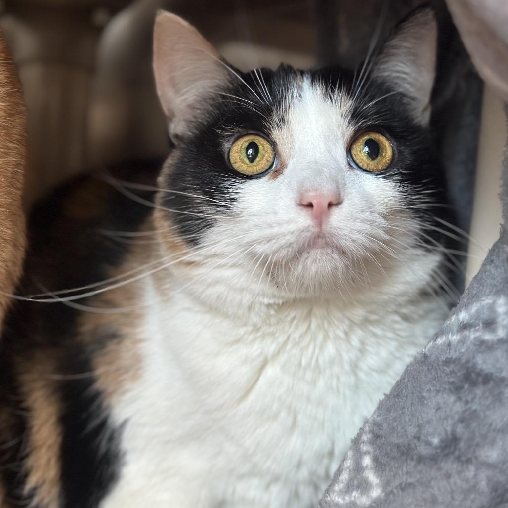 Enlarge Lorraine, a Adoptable Domestic Short Hair in Matteson, IL image 5/5