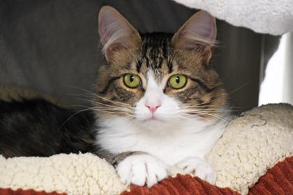 Mama, Adoptable, Adult Female Domestic Long Hair & Domestic Short Hair.