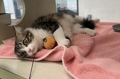 Enlarge Mama, a Adoptable mixed breed in Scotia, NY image 2/3