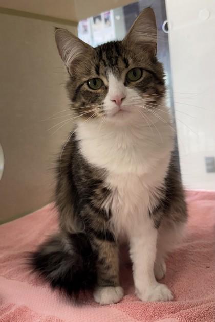 Enlarge Mama, a Adoptable mixed breed in Scotia, NY image 3/3