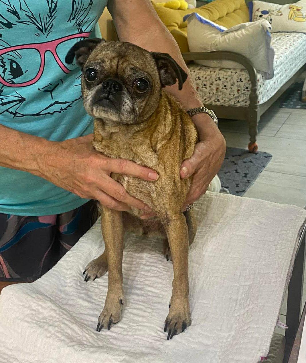 Isabeau (NOT YET AVAILABLE), Adoptable, Senior Female Pug.