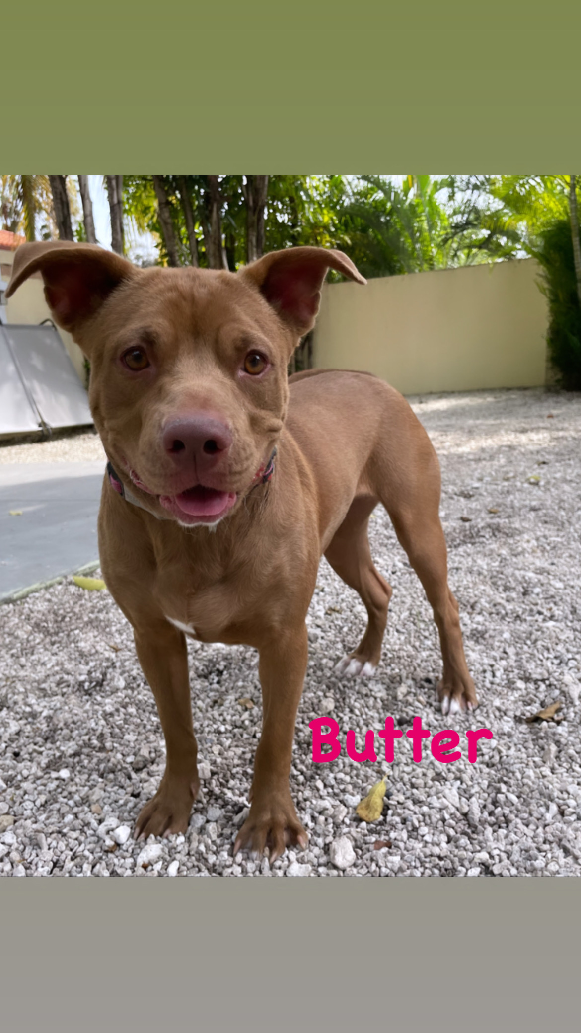 Butter, an adoptable Shar-Pei & Pit Bull Terrier Mix in Miami, FL_image-1