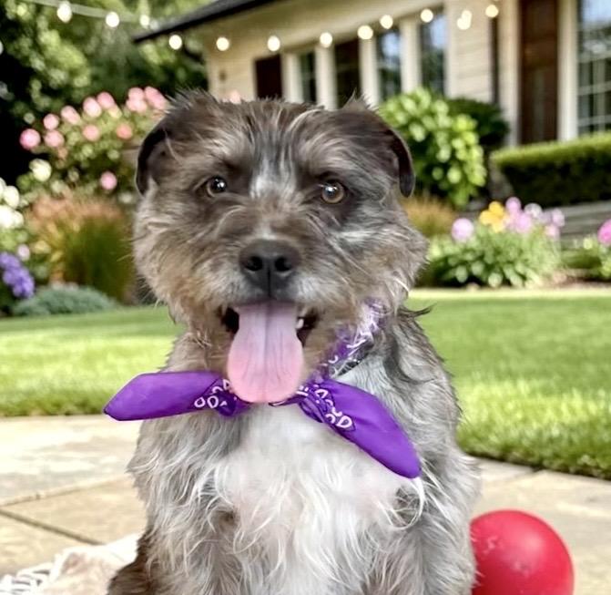 Panini, an adopted mixed breed in Perry, IA image 1/6