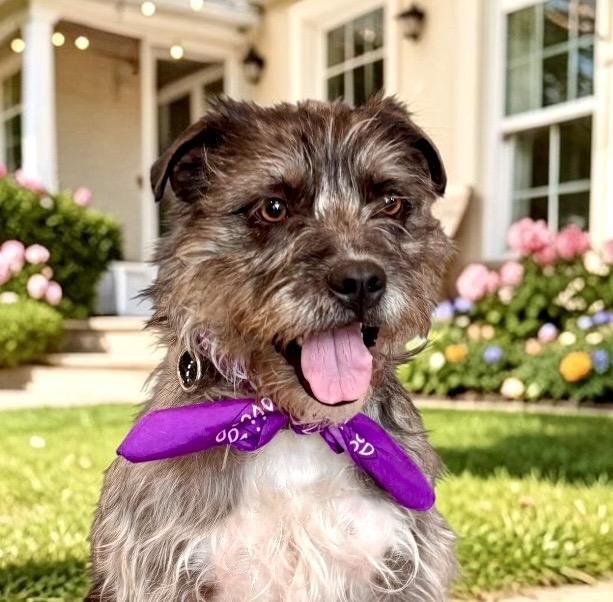 Panini, an adopted mixed breed in Perry, IA image 6/6