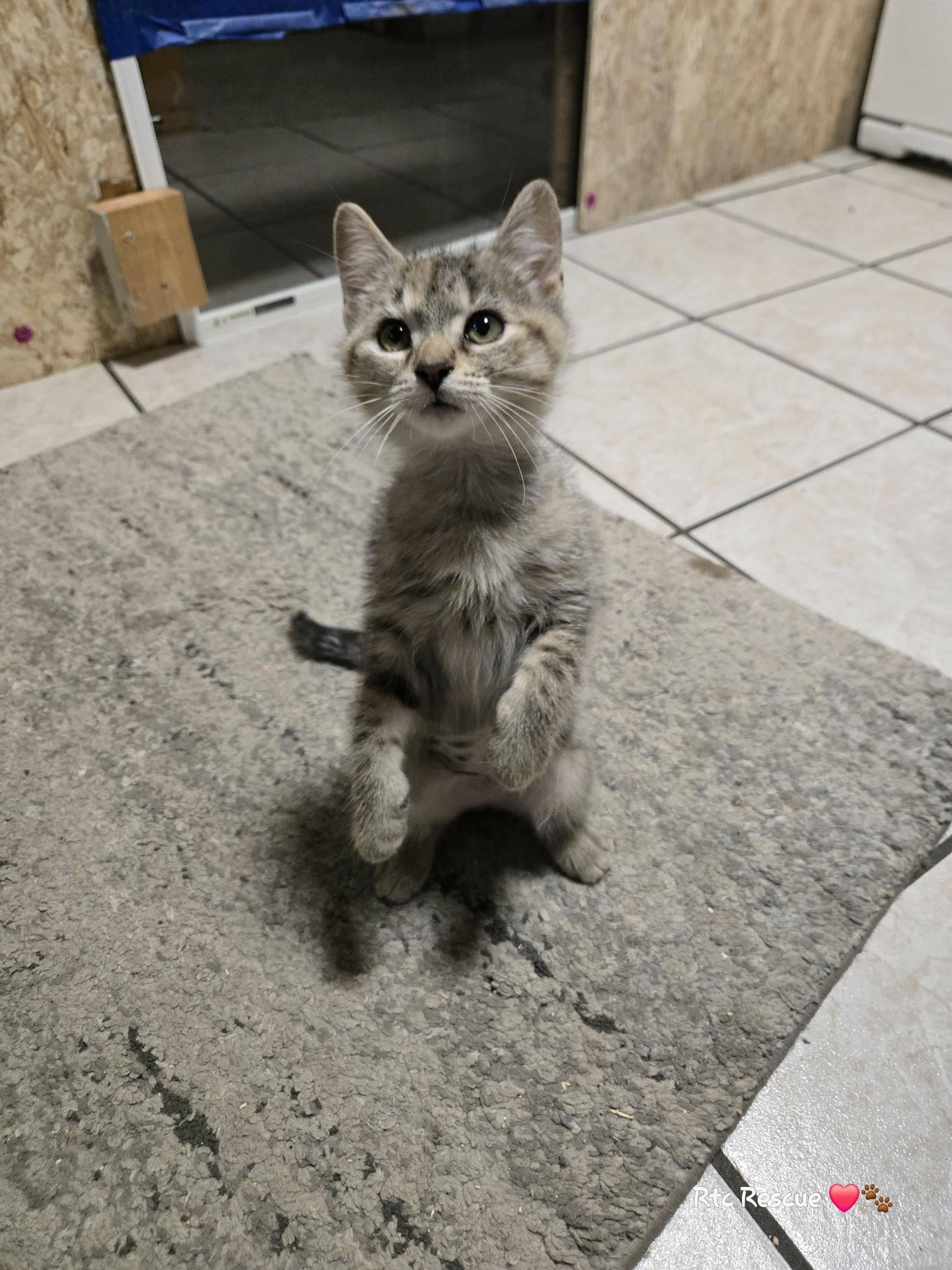 Enlarge Montana, an adopted Domestic Short Hair in Shakespeare, ON image 4/6