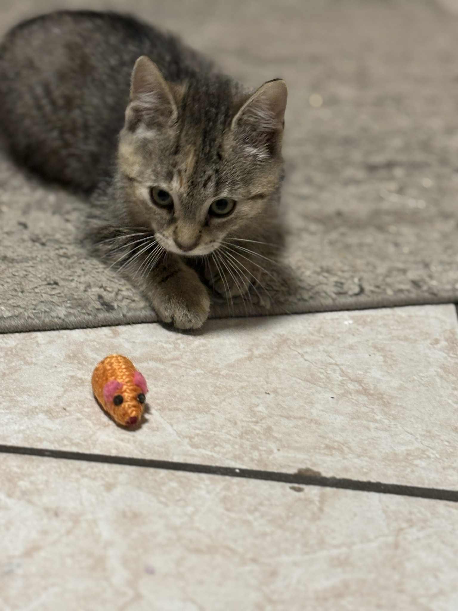 Enlarge Montana, an adopted Domestic Short Hair in Shakespeare, ON image 5/6