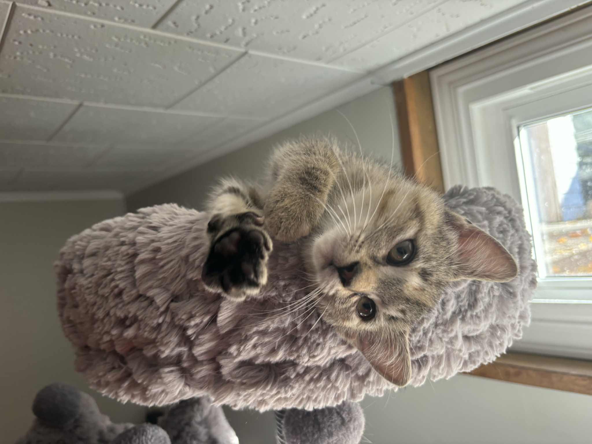 Montana, Adoptable, Kitten Female Domestic Short Hair.